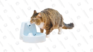 Save 17% on This Pet Fountain to Keep Their Refreshments Rolling